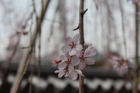 上野の三春滝桜０１