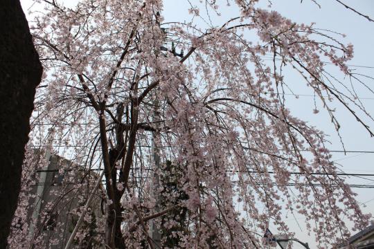 上野の三春滝桜０２