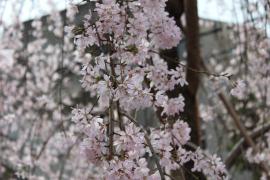 上野の三春滝桜０３