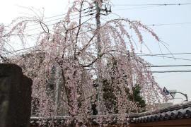 上野の三春滝桜０４