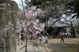 上野の三春滝桜０５