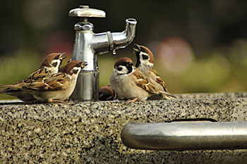 水飲み場に集まる雀
