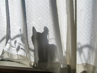 窓辺に黒猫