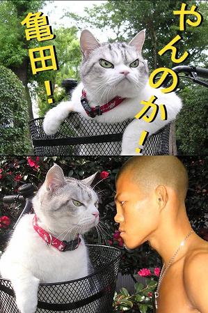 亀田と喧嘩する猫