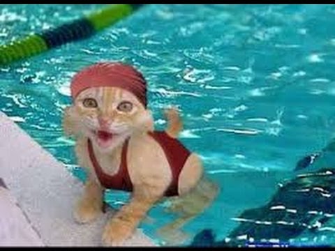 水泳する猫
