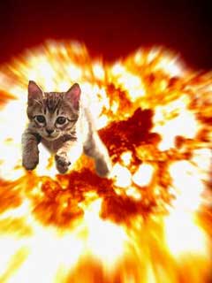 爆発炎上する猫
