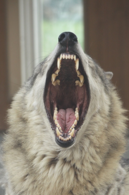 Wolf Step 仔オオカミと歯