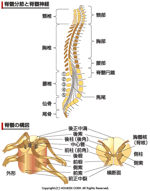 脊髄脊髄脊髄脊髄脊髄脊髄脊髄