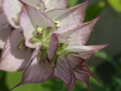 クオカクラリセージの花
