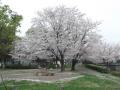 海老名総合運動公園のBBQ場の桜も満開でした。