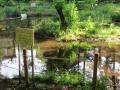 野鳥のためのオアシス、ビオトープ池。