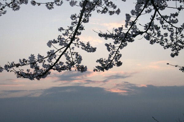 夜明け前の桜