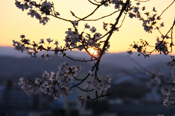日の出と桜