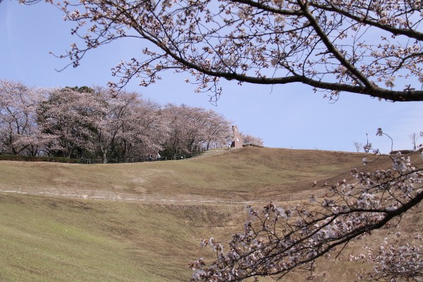 桜と美しの塔