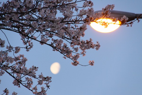 残月と桜