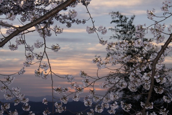 夜明けと桜