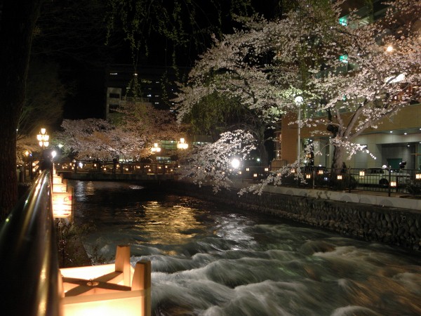 広瀬川の夜桜