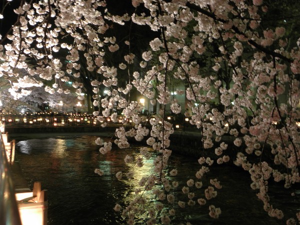 広瀬川の夜桜