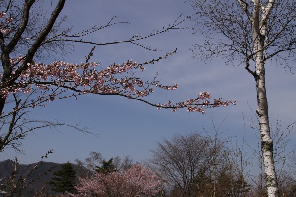 桜と白樺