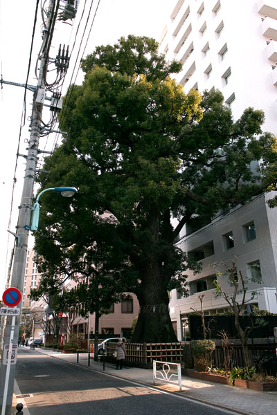 樹齢600年の楠